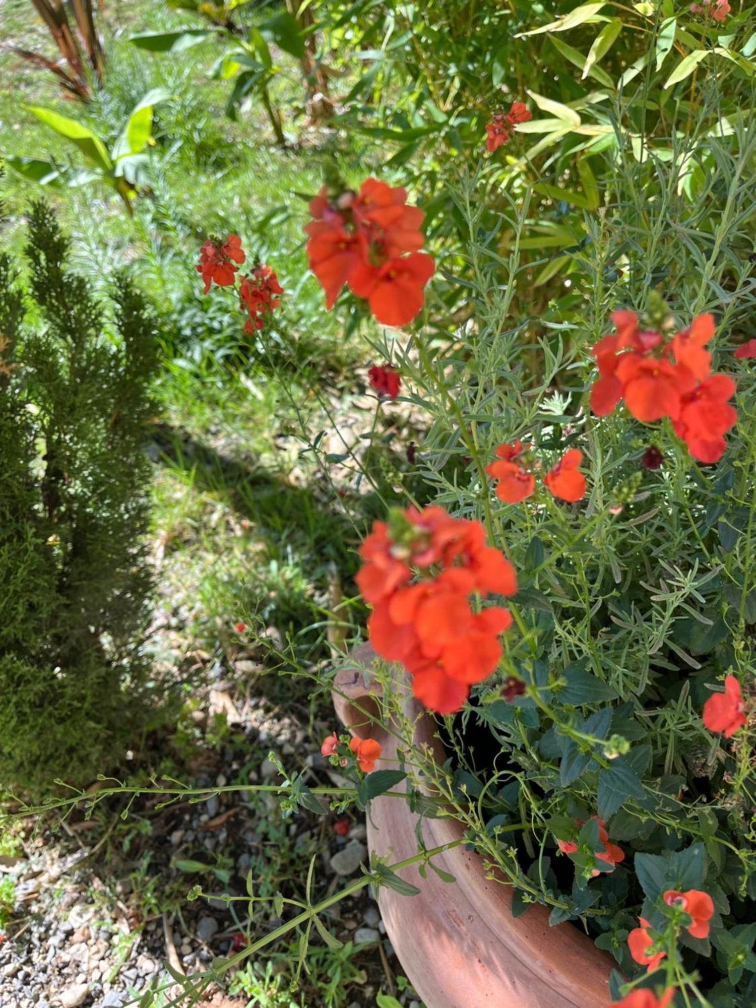 La Bergerie Διαμέρισμα Domessargues Εξωτερικό φωτογραφία